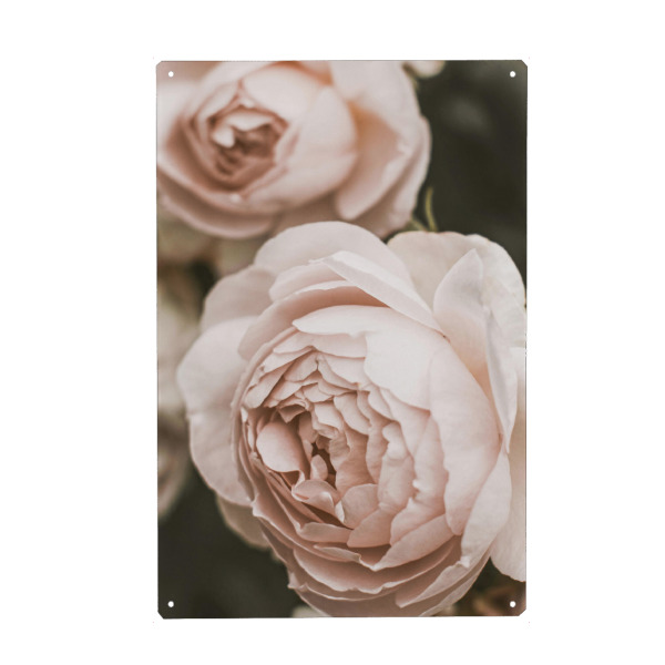 Holzbild "Pale Pink Garden Rose" artboxONE - Natur,Floral