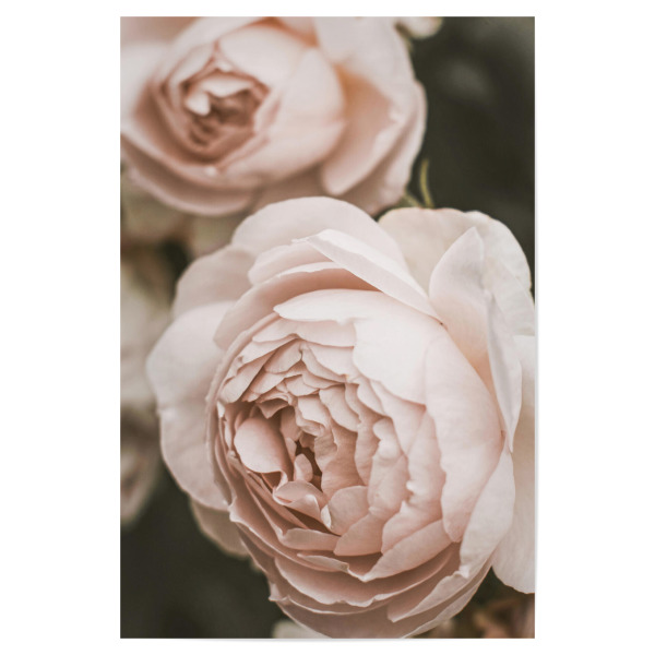 Poster "Pale Pink Garden Rose" artboxONE - Natur,Floral