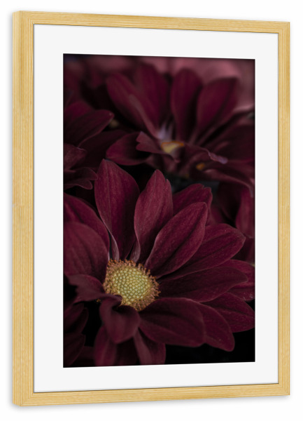 Poster mit Rahmen kiefer "Wonderful red flower" artboxONE - Natur,Reise,Floral