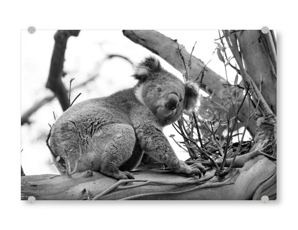 Acrylglasbild "Koala sw" artboxONE - Natur,Tiere - Koala,Koalabär,Bär,Animal,Tier,Natute,Natur,Baum,Tree,Klettern,Climbing,Schwarzweiß,Blackandwhite