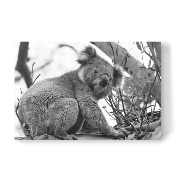 Leinwandbild "Koala sw" artboxONE - Natur,Tiere - Koala,Koalabär,Bär,Animal,Tier,Natute,Natur,Baum,Tree,Klettern,Climbing,Schwarzweiß,Blackandwhite