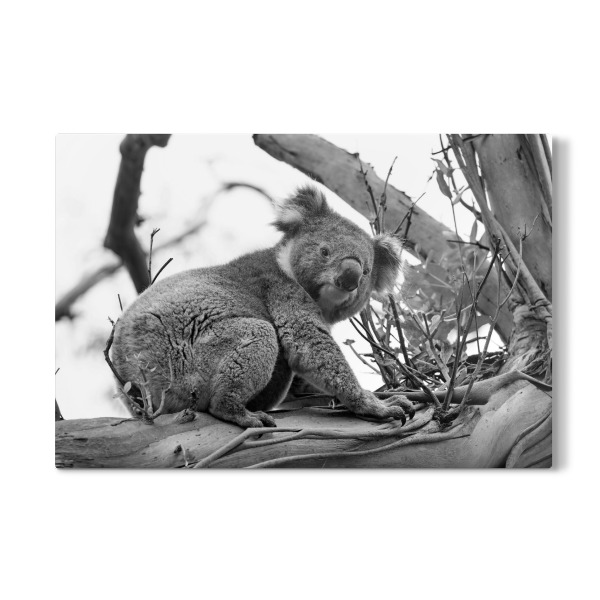 Galerie-Print "Koala sw" 30x20 cm artboxONE