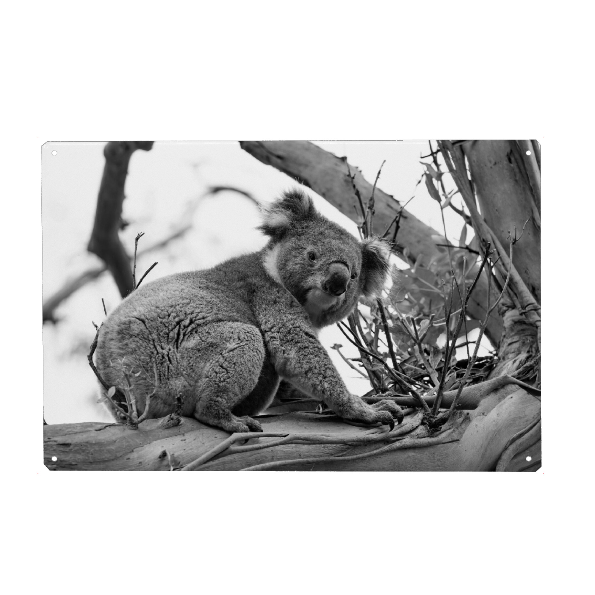 Metall Poster "Koala sw" artboxONE - Natur,Tiere - Koala,Koalabär,Bär,Animal,Tier,Natute,Natur,Baum,Tree,Klettern,Climbing,Schwarzweiß,Blackandwhite