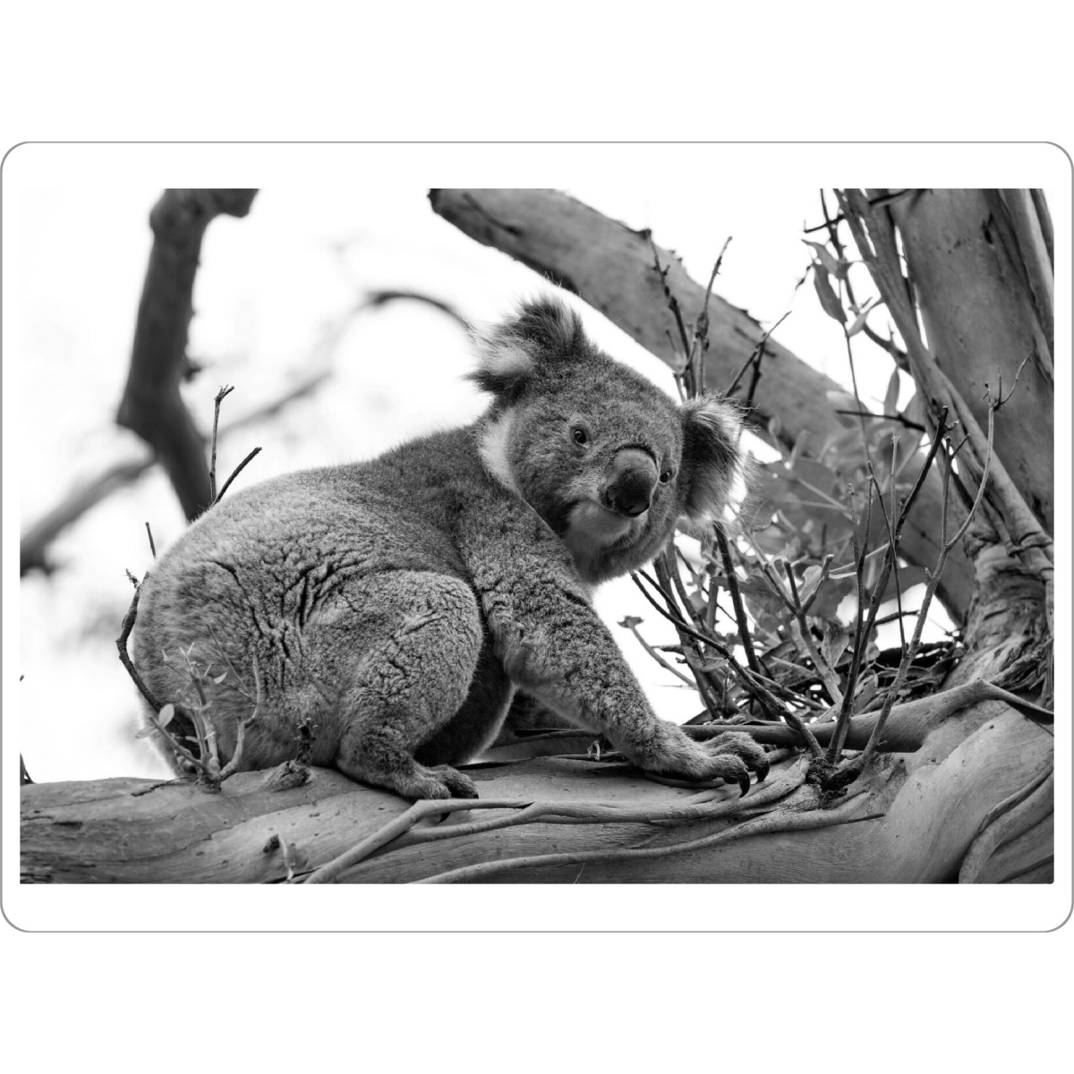 Tischset "Koala sw" artboxONE - Natur,Tiere - Koala,Koalabär,Bär,Animal,Tier,Natute,Natur,Baum,Tree,Klettern,Climbing,Schwarzweiß,Blackandwhite