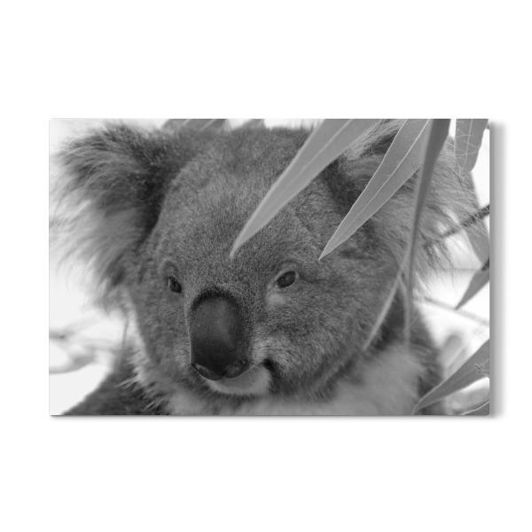 Galerie-Print "Koala Bär Gesicht sw" 30x20 cm artboxONE