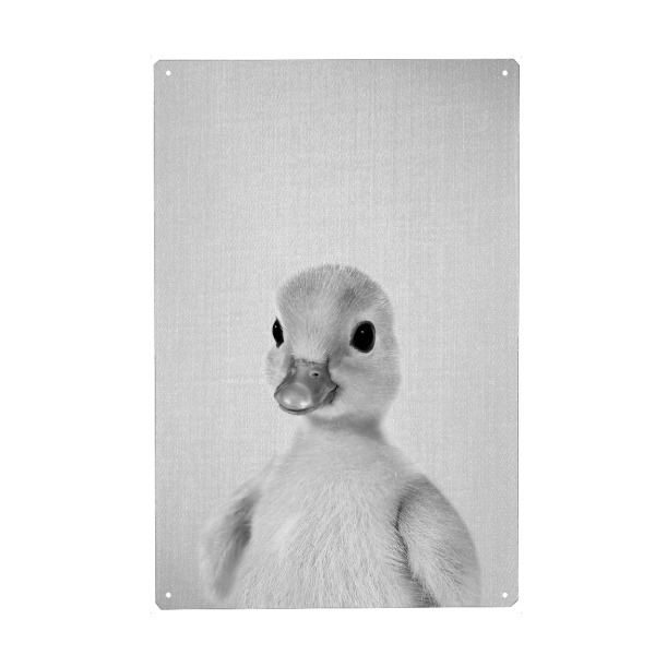 Metall Poster "Yellow Duckling - Black & White" artboxONE - Natur,Für Kinder,Tiere,Lustig
