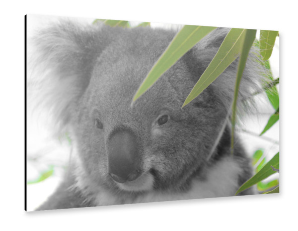 Alu-Dibond "Koala Bär Portrait Close" 30x20 cm artboxONE