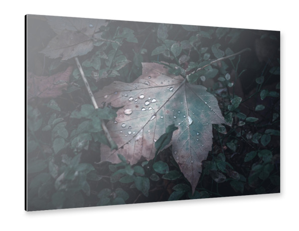 Alu-Dibond "Ahornblatt im Wald" 30x20 cm artboxONE