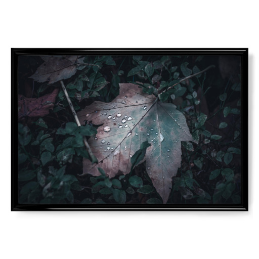 Ahornblatt im Wald Ahornblatt im Wald