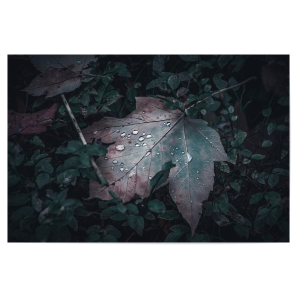 Poster 30x20 cm "Ahornblatt im Wald" artboxONE - Natur,Floral - Blatt,Wald,Ahorn,Wasser,Water,Leaf,Drak,Nature,Closeup,Wassertropfen,Baum,Natur,Makro
