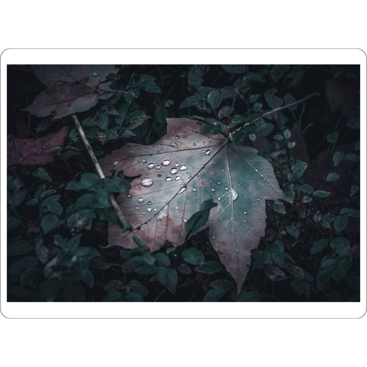 Tischset "Ahornblatt im Wald" artboxONE - Natur,Floral - Blatt,Wald,Ahorn,Wasser,Water,Leaf,Drak,Nature,Closeup,Wassertropfen,Baum,Natur,Makro