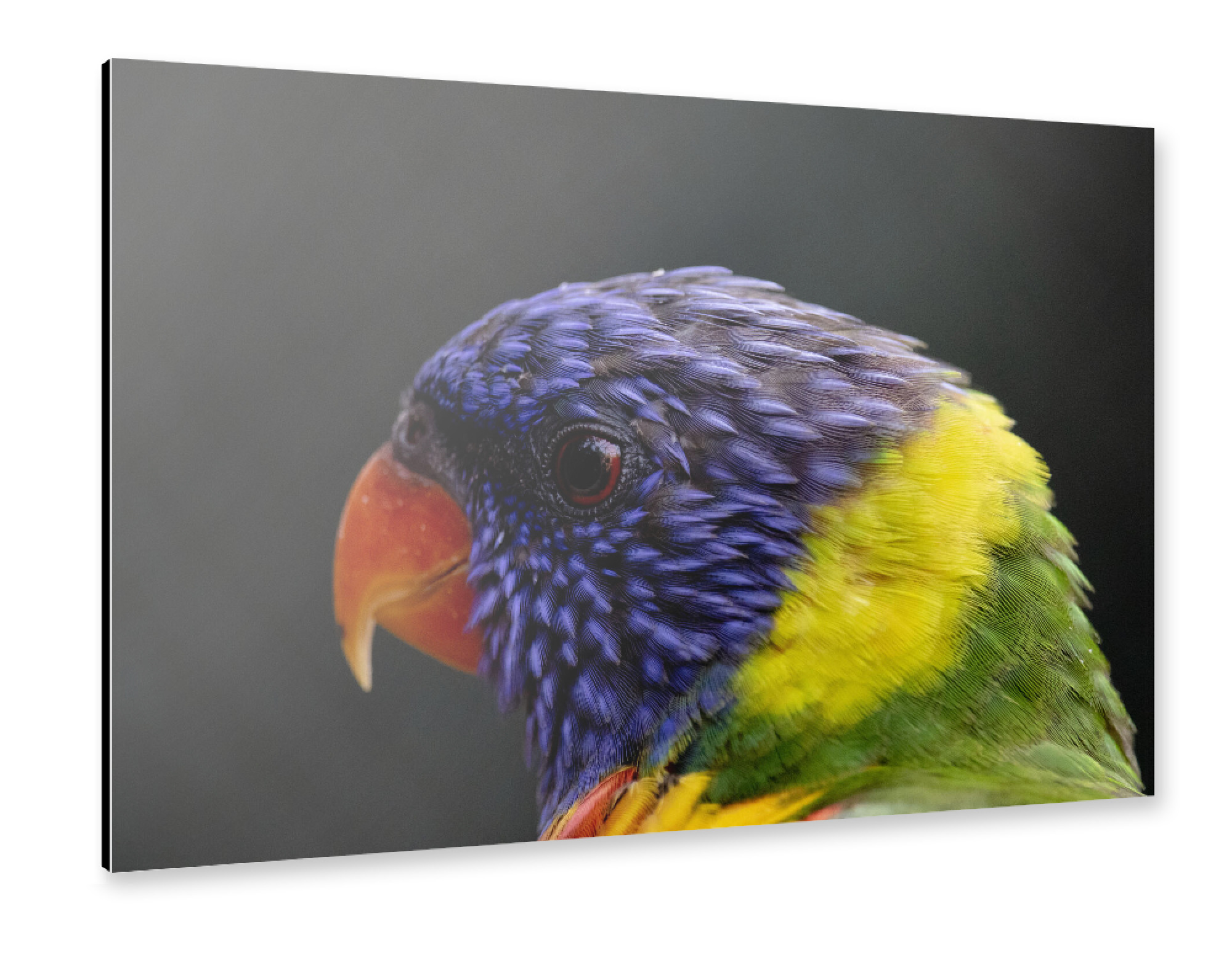 Alu-Dibond "Colourful Lori bird" 30x20 cm artboxONE