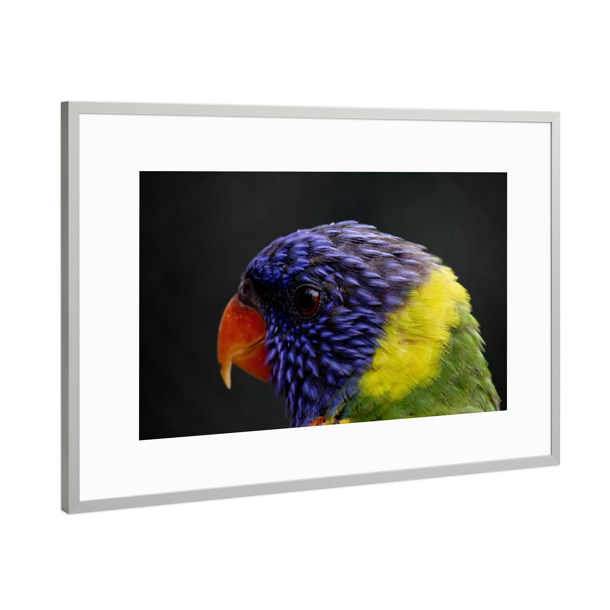 Poster mit Rahmen Silber "Colourful Lori bird" artboxONE - Natur,Reise,Tiere