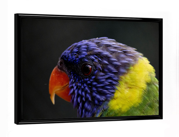 Poster mit schwarzem Rahmen "Colourful Lori bird" artboxONE - Natur,Reise,Tiere