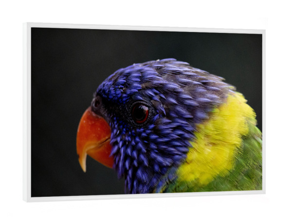 Poster mit weißem Rahmen "Colourful Lori bird" artboxONE - Natur,Reise,Tiere