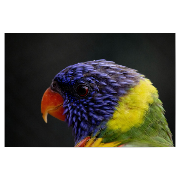 Poster 30x20 cm "Colourful Lori bird" artboxONE - Natur,Reise,Tiere