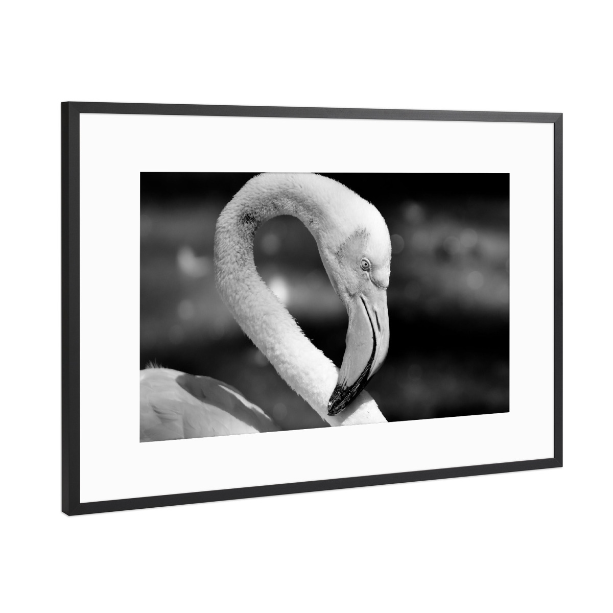 Flamingo Portrait Schwarzweiss Als Poster Im Metallrahmen Bei Artboxone Kaufen