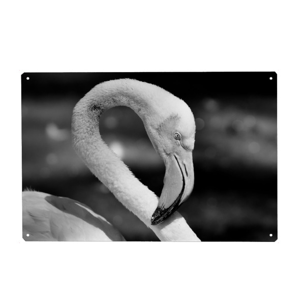Holzbild "Flamingo Portrait schwarzweiss" artboxONE - Natur,Tiere,Reise / Afrika