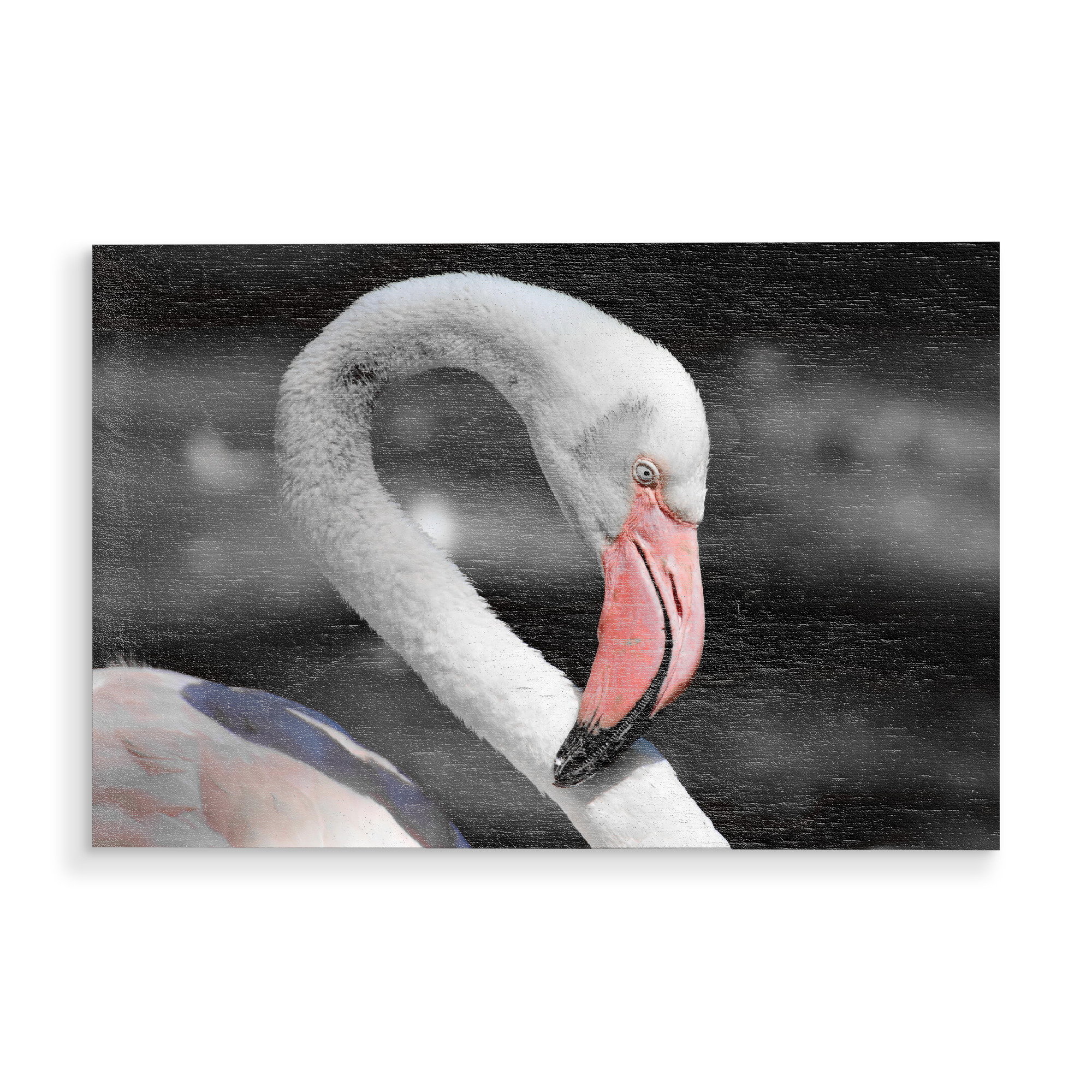 Holzbild "Flamingo Portrait ck" artboxONE - Natur,Tiere - Flamingo,Vogel,Colorkey,Bird,Tier,Animal,Nature,Natur,Portrait,Closeup