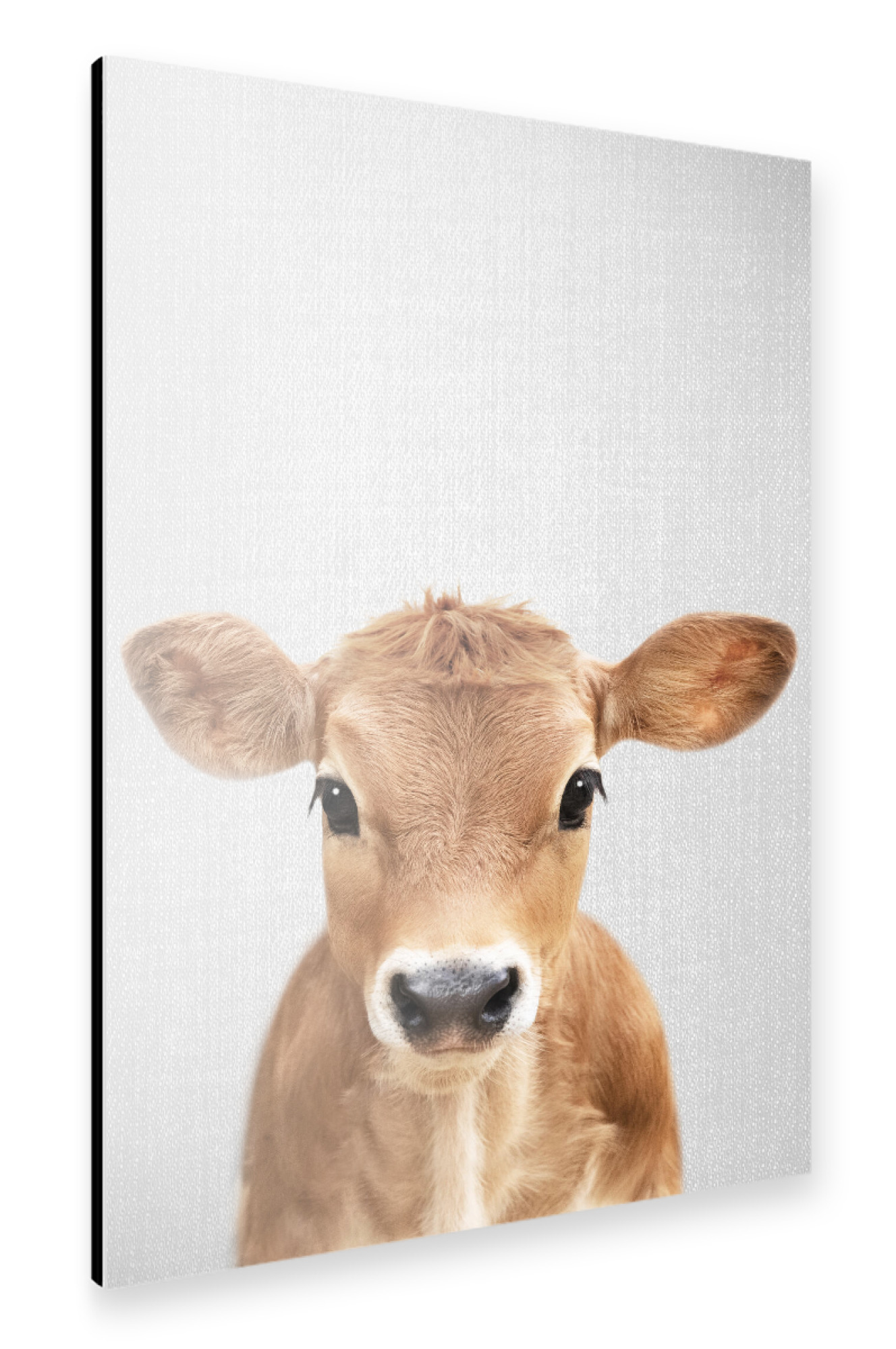 Alu-Dibond "Calf - Colorful" 30x20 cm artboxONE
