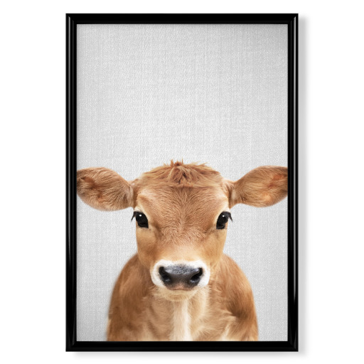 Calf - Colorful