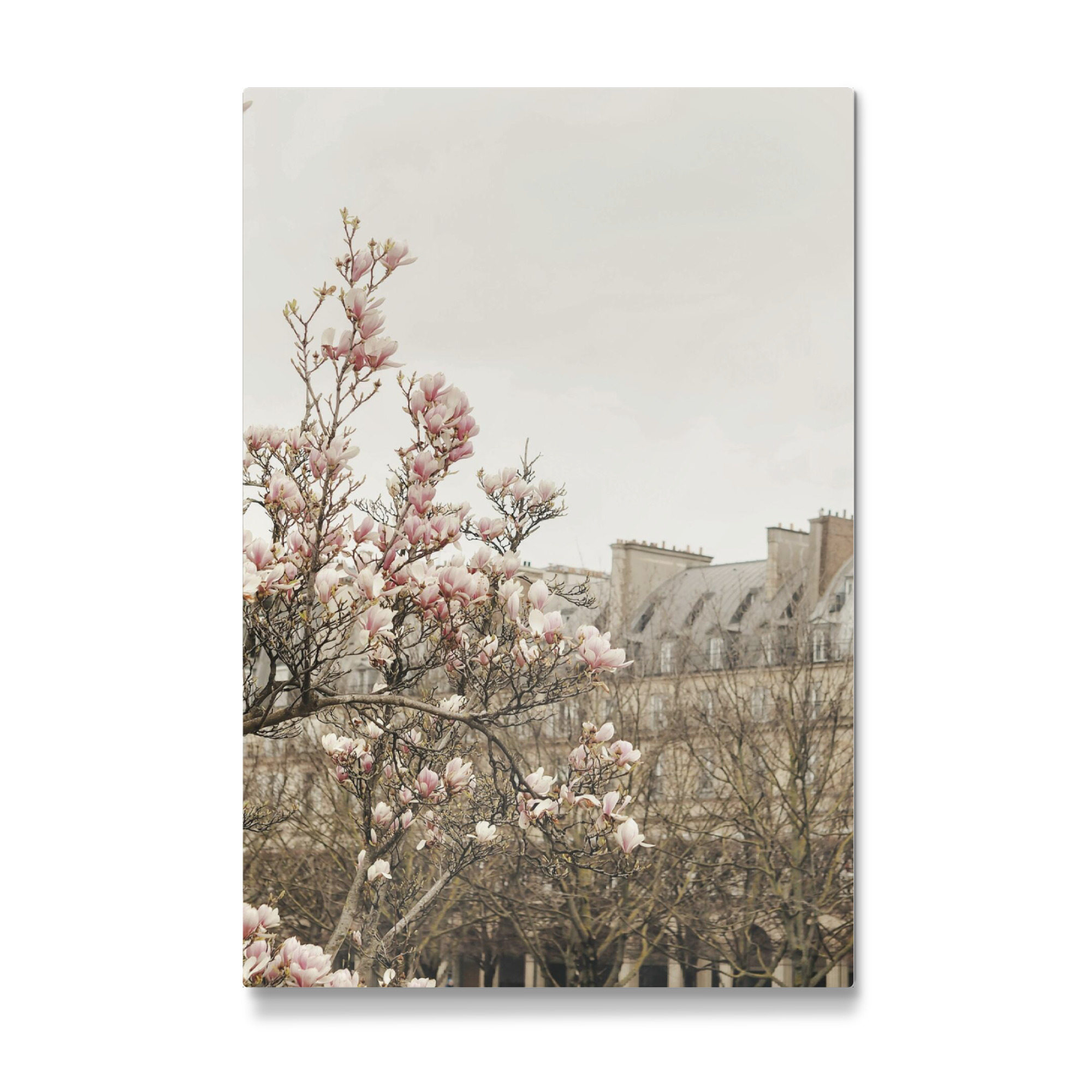 Galerie-Print "Paris Magnolia" 75x50 cm artboxONE