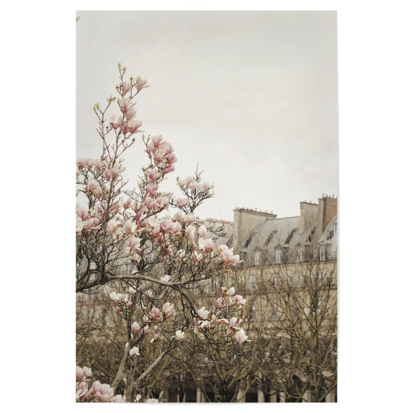 Poster "Paris Magnolia" artboxONE - Städte,Architektur,Städte / Paris