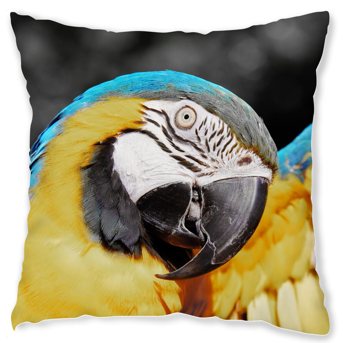 Papagei blau ck als Cushion bei artboxONE