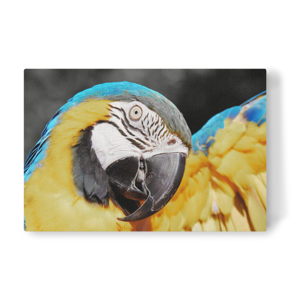 Leinwandbild "Papagei Ara blau gelb ck" artboxONE - Natur,Tiere