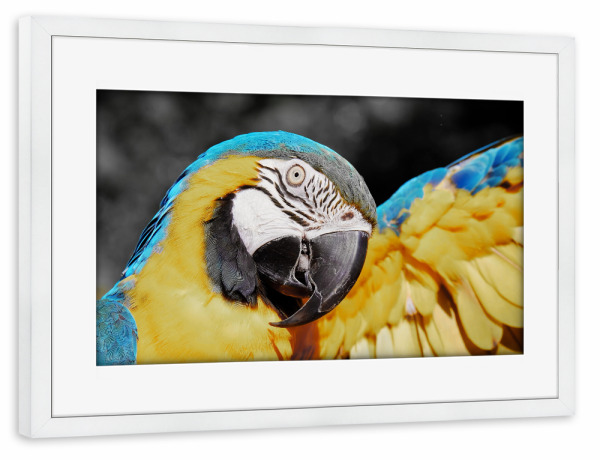 Poster mit Rahmen weiß "Papagei Ara blau gelb ck" artboxONE - Natur,Tiere