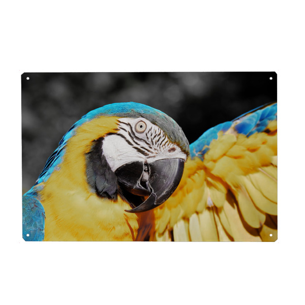 Metall Poster "Papagei Ara blau gelb ck" artboxONE - Natur,Tiere