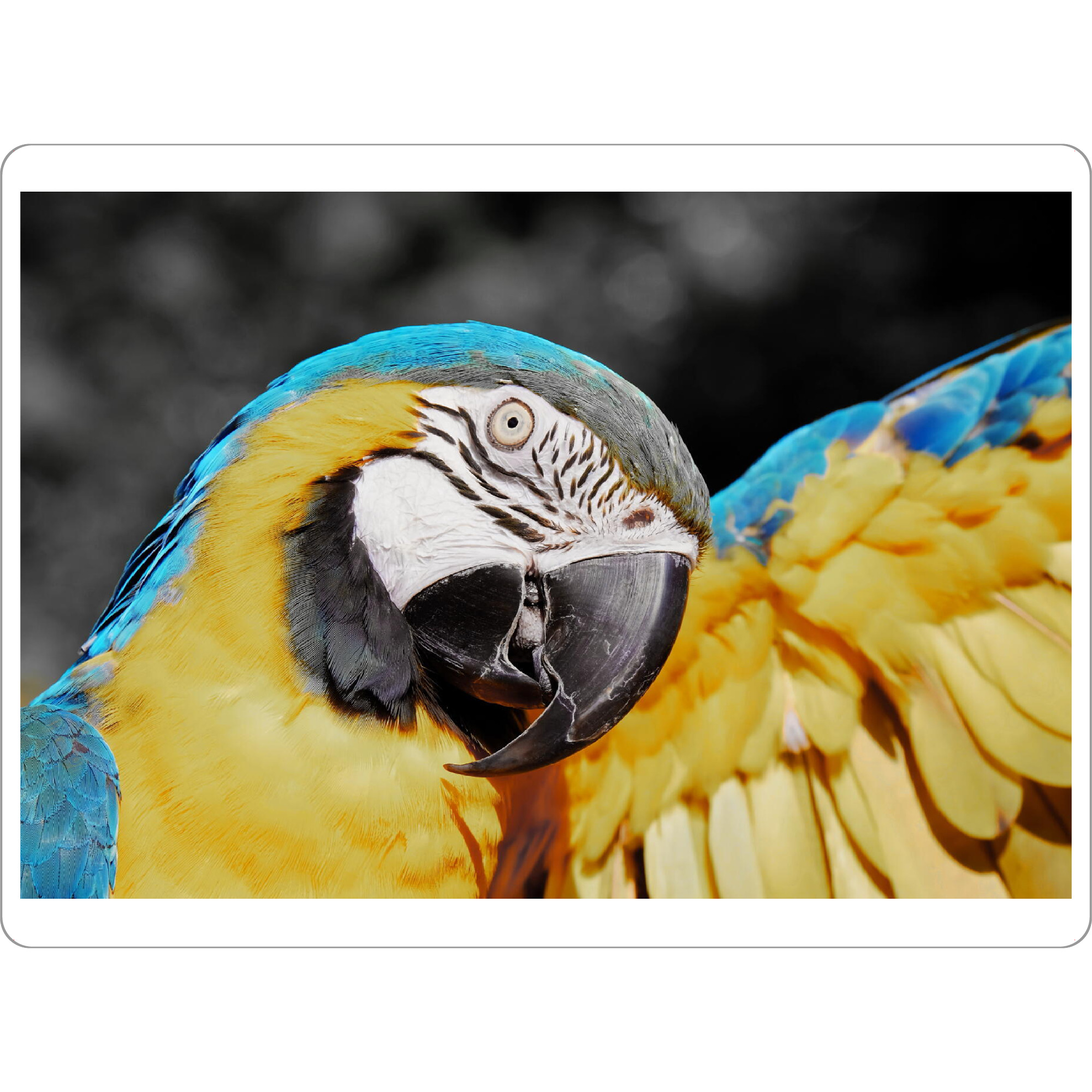 Tischset "Papagei Ara blau gelb ck" artboxONE - Natur,Tiere - Papagei,Ara,Vogel,Colorkey,Bird,Animal,Tier,Nature,Natur,Portrait,Closeup,Gelb,Blau,Grau