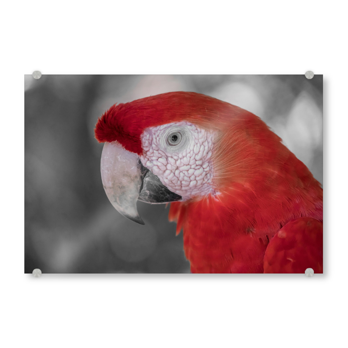 Papagei Ara rot als Acrylic Glass Print bei artboxONE kaufen