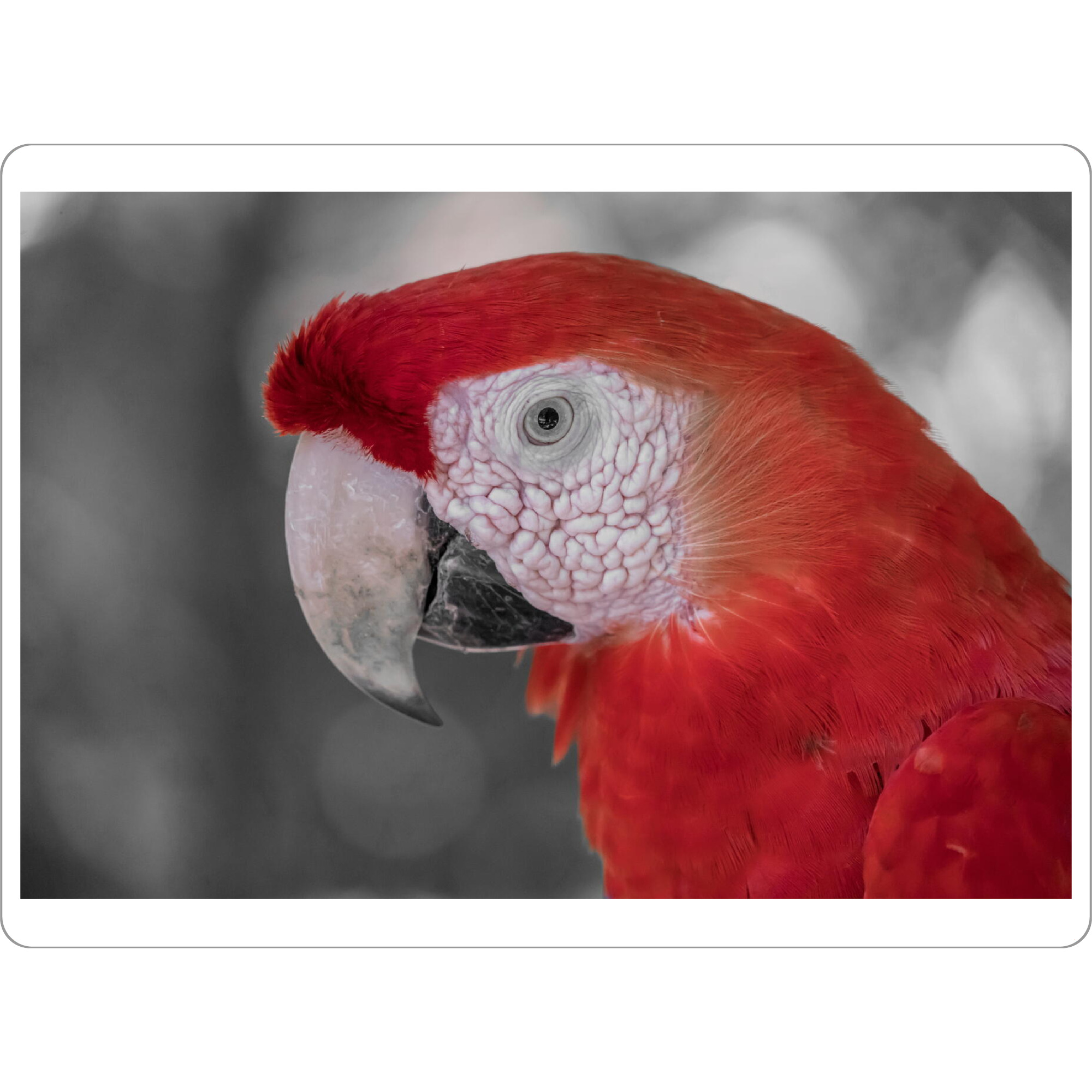 Tischset "Papagei Ara rot ck" artboxONE - Natur,Tiere - Papagei,Ara,Vogel,Colorkey,Bird,Wild,Nature,Natur,Animal,Tier,Portrait,Closeup,Kopf,Schnabel