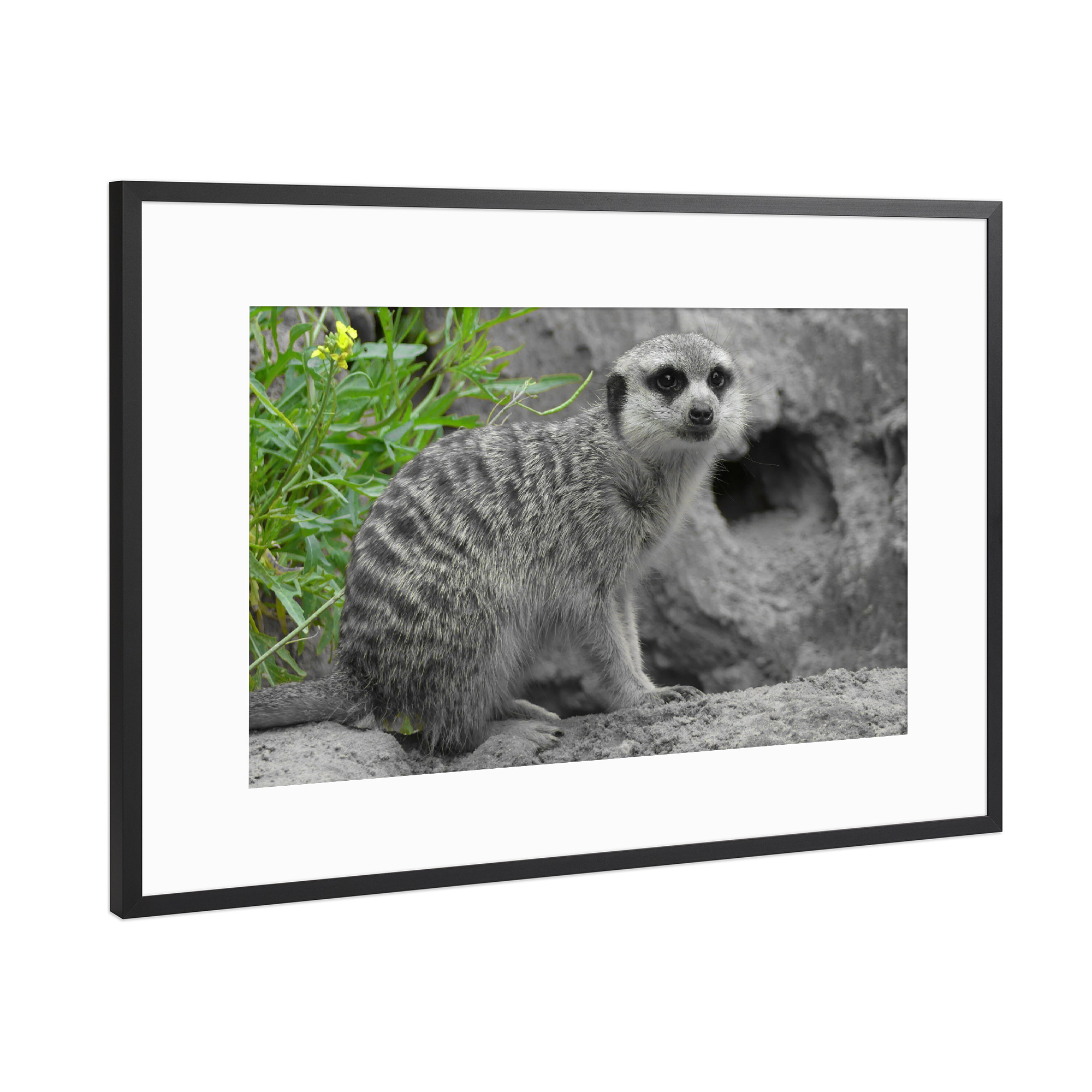 Poster mit Rahmen Schwarz (Metallic) "Erdmännchen Surikate ck" artboxONE - Natur,Tiere