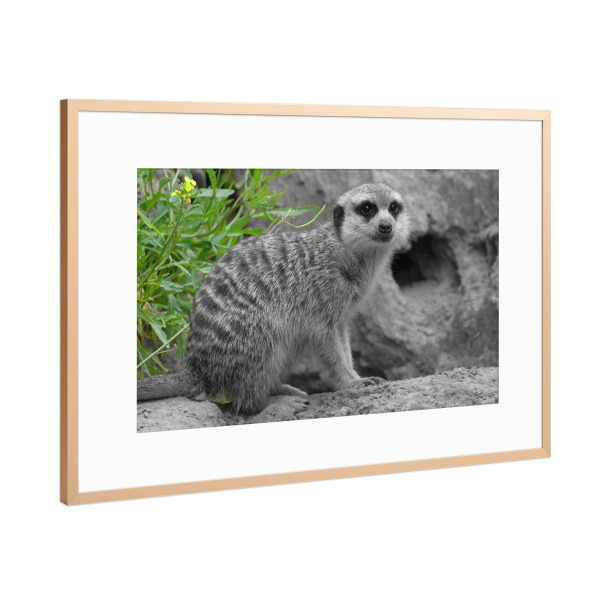 Poster mit Rahmen Kupfer "Erdmännchen Surikate ck" artboxONE - Natur,Tiere