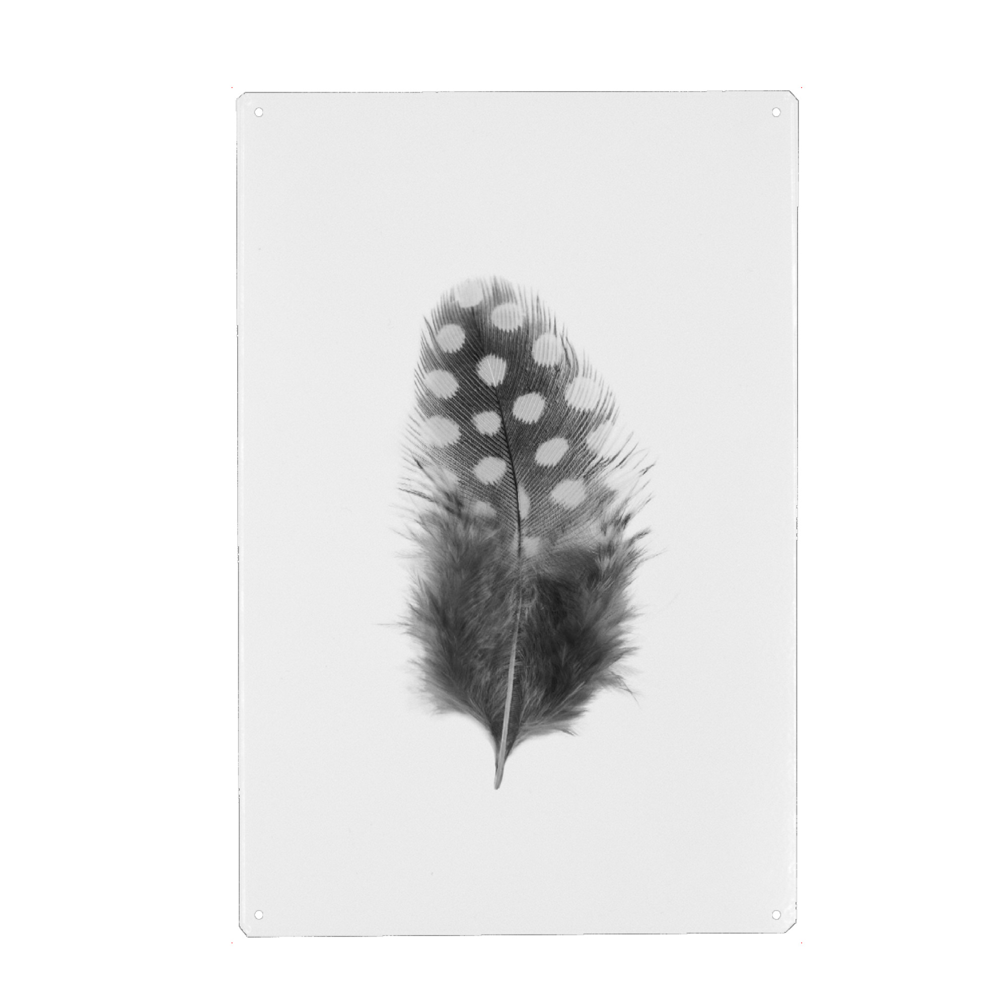 Metall Poster "Dotted Feather" artboxONE - Natur,Tiere,Abstrakt