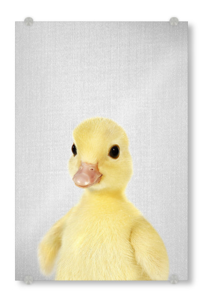 Acrylglasbild "Yellow Duckling - Colorful" artboxONE - Für Kinder,Tiere,Lustig