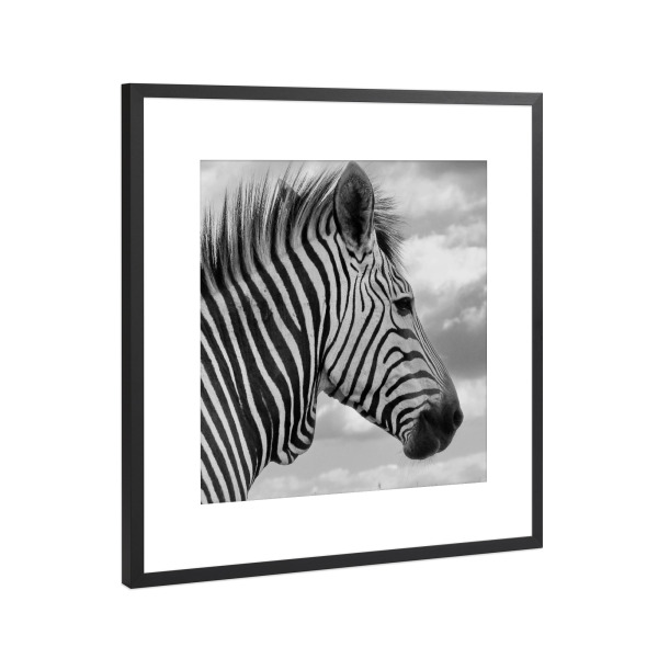 Poster mit Rahmen Schwarz (Metallic) "Bergzebra Wolken Portrait" artboxONE - Natur,Tiere,Reise / Afrika