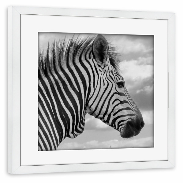 Poster mit Rahmen weiß "Bergzebra Wolken Portrait" artboxONE - Natur,Tiere,Reise / Afrika