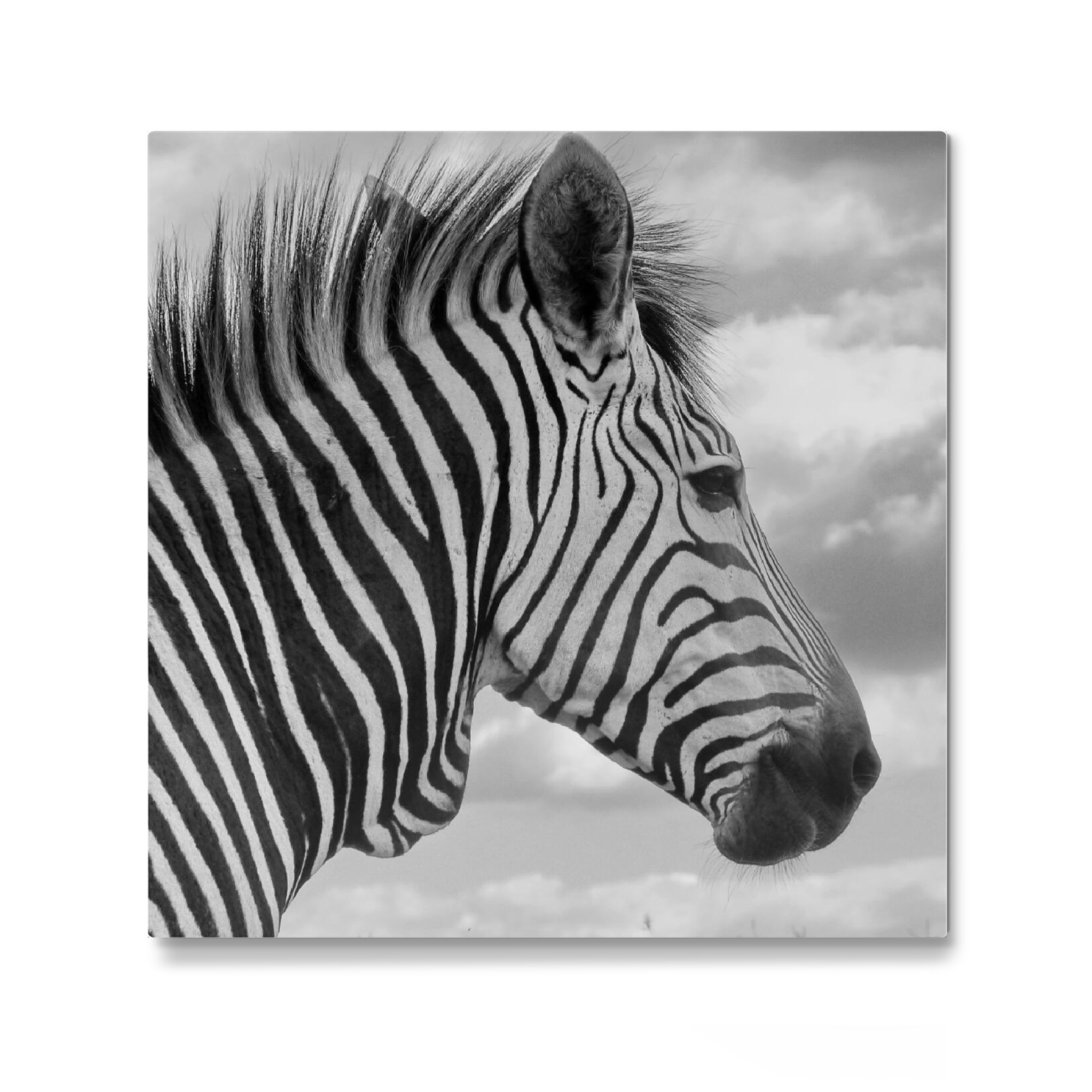Galerie-Print "Bergzebra Wolken Portrait" 30x30 cm artboxONE