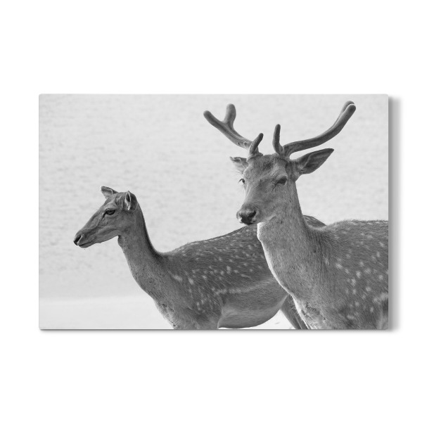 Galerie-Print "Hirsch Paar" 30x20 cm artboxONE