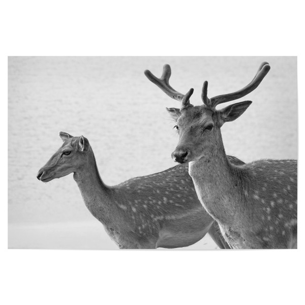 Poster "Hirsch Paar" artboxONE - Natur,Tiere,Reise / Afrika