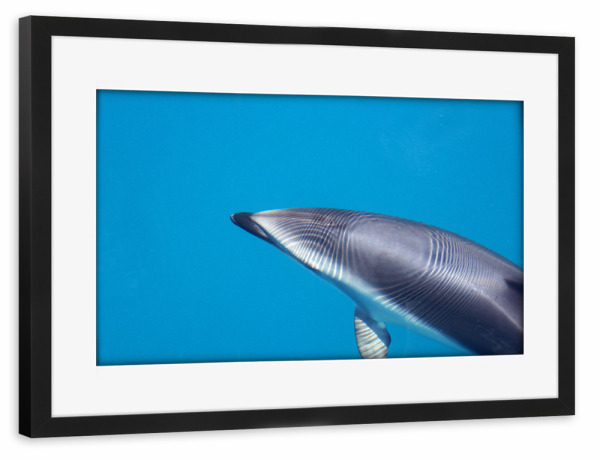 Poster mit Rahmen schwarz "Delfin" artboxONE - Natur,Tiere,Unterwasser