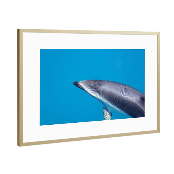 Poster mit Rahmen Gold "Delfin" artboxONE - Natur,Tiere,Unterwasser