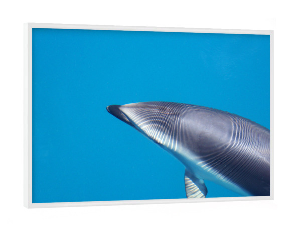 Poster mit weißem Rahmen "Delfin" artboxONE - Natur,Tiere,Unterwasser
