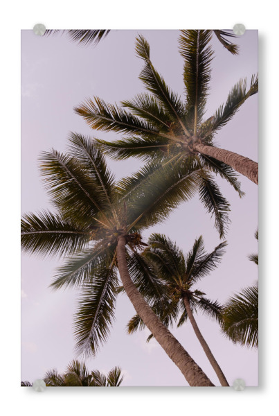 Acrylglasbild "Under the palm trees" artboxONE - Natur,Reise,Floral,Reise / Strand und Meer