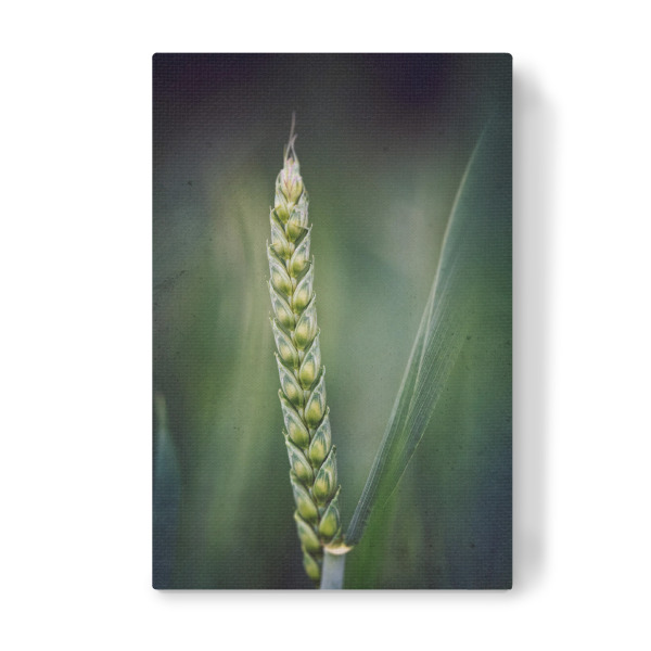 Leinwandbild "Stand alone" artboxONE - Floral - Weizen,ähre,Weizenähre,Korn,Leaves,Nature,Natur,Closeup,Green,Grün