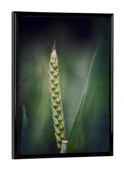 Poster mit schwarzem Rahmen "Stand alone" artboxONE - Floral - Weizen,ähre,Weizenähre,Korn,Leaves,Nature,Natur,Closeup,Green,Grün