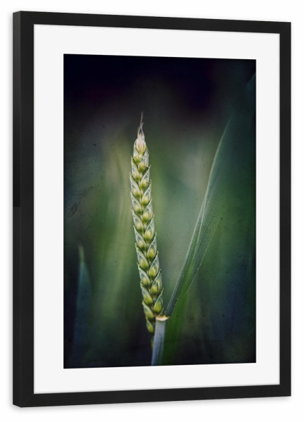 Poster mit Rahmen schwarz "Stand alone" artboxONE - Floral - Weizen,ähre,Weizenähre,Korn,Leaves,Nature,Natur,Closeup,Green,Grün
